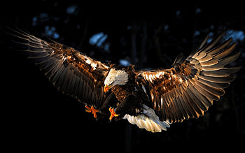 Bald eagle , Majestic birds, American symbol, Wildlife graphy HD wallpaper