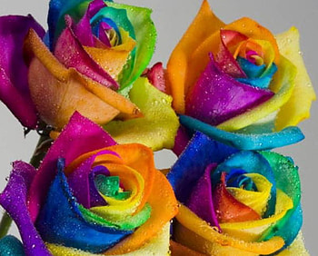 MULTI COLOURED ROSES, blue, purple, orange, yellow HD wallpaper