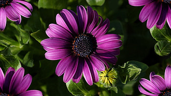 Osteospermum, Gerbera Daisies HD wallpaper