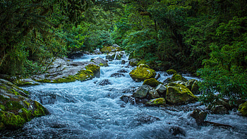 River Water Stream On Algae Covered Stones Between Trees Bushes Forest Nature HD wallpaper