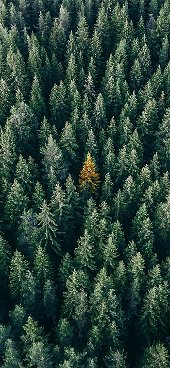 Pine tree beauty, Nature's wonder, Serene scenery HD phone wallpaper
