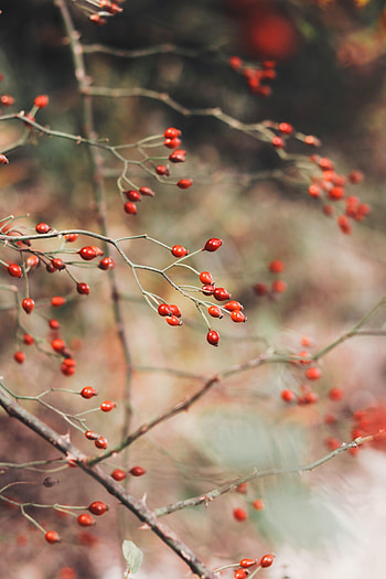 Berries, Briar, Bush, Plant, Macro HD phone wallpaper