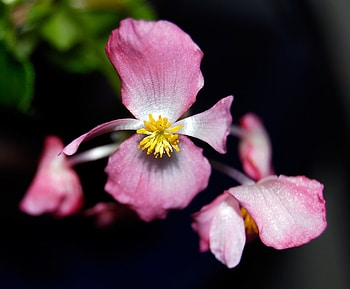 腊梅, nature, flower HD wallpaper