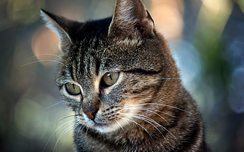 Animals, Cats HD wallpaper