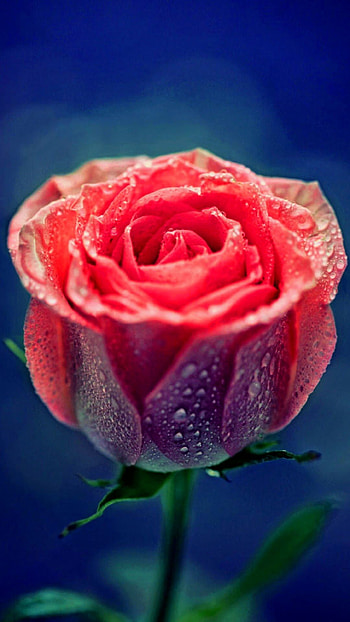 Check out the list of 30 Awesome 6 plus .All full resolution .All are a resolution of 1080 by 1920 have fun enjoy ... HD phone wallpaper