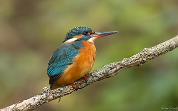 Kingfisher, branch, France, bird HD wallpaper