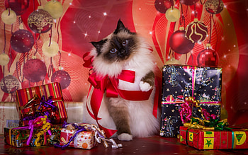 Merry Christmas!, pisica, siamese, craciun, christmas, red, cat, gift HD wallpaper