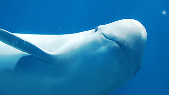 Beluga Whale, Playful dolphin companion, Stunning ultra backdrop, Multi-display visual treat HD wallpaper