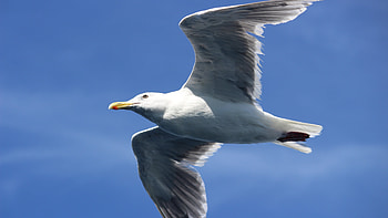 Seagull, Bird, Flight HD wallpaper