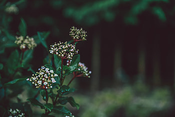 Flowers, Flower, Plant, Macro, Blur, Smooth, Buds HD wallpaper