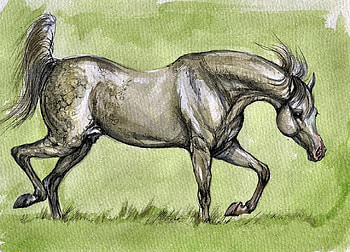 Grey Polish Arabian Horse F, Arabian, animal, horse, art, beautiful, artwork, wide screen, painting, equine HD wallpaper