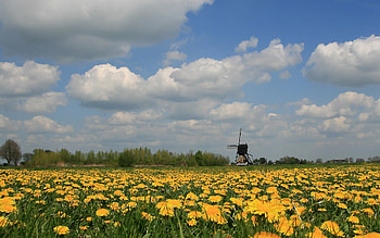 Dandelion Meadow, windmill, meadow, Netherlands, dandelions, clouds HD wallpaper