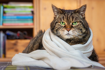 Kitty, animal, pussy, cat, purr HD wallpaper