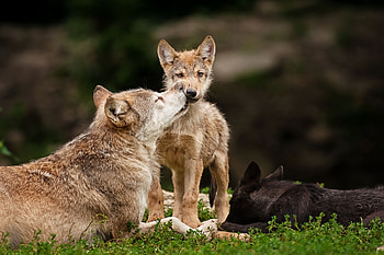 Animals, Wolfs, Grass, Predators, Young, To Lie Down, Lie, Care, Joey HD wallpaper