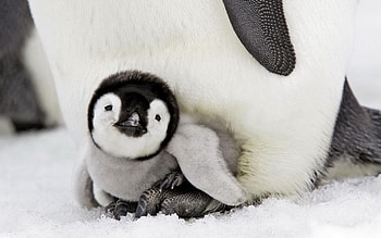 Animals, Young, To Lie Down, Lie, Care, Joey, Penguin HD wallpaper