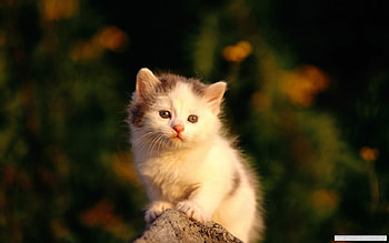 Kitty, animal, wondering, cat, surprise HD wallpaper