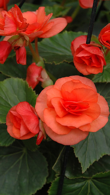 Begonia, Orange Flower HD phone wallpaper