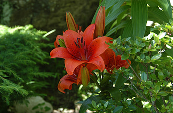 Flowers, Flower, Blur, Smooth, Greens, Flower Bed, Flowerbed, Lily, Stamens HD wallpaper