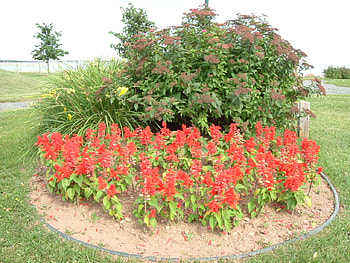 flowers, grass, green, red, flower HD wallpaper