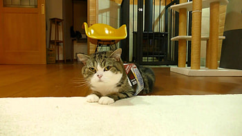 Maru the cat, Box becomes part, Fun playtime, Cute feline HD wallpaper