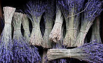 Flowers, Beams, Lot, Bunches, Lavender HD wallpaper