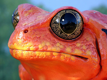 Animals, Muzzle, Color, Reptile, Frog HD wallpaper