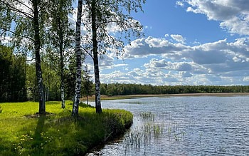 Birches by River, clouds, birches, Latvia, river HD wallpaper