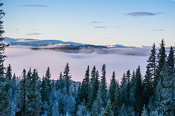 Winter, Nature, Trees, Snow HD wallpaper
