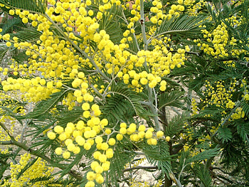Plants, Flowers HD wallpaper