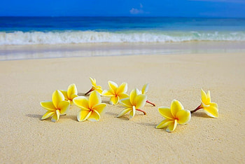 Beach, Frangipani Flowers HD wallpaper