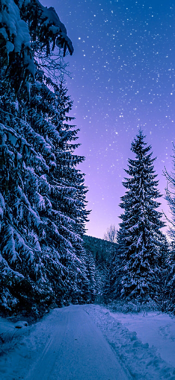 Winter forest, Trees HD phone wallpaper