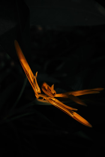 Flower, Macro, Dark, Buds HD phone wallpaper