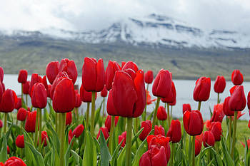 Tulips, Flowers, Mountains, Nature HD wallpaper
