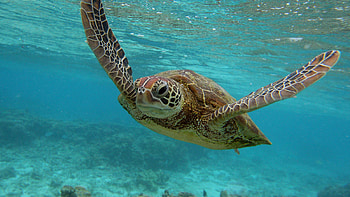 Microplastics found, New research, Every sea turtle, Sea turtle HD wallpaper