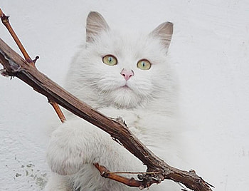 hugs, kitten, kitty, animals, lovable, cat, adorable, nice HD wallpaper