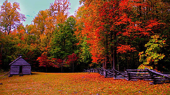 Smoky Mountain Cabin, Tennessee, leaves, trees, autumn, sky, usa HD wallpaper