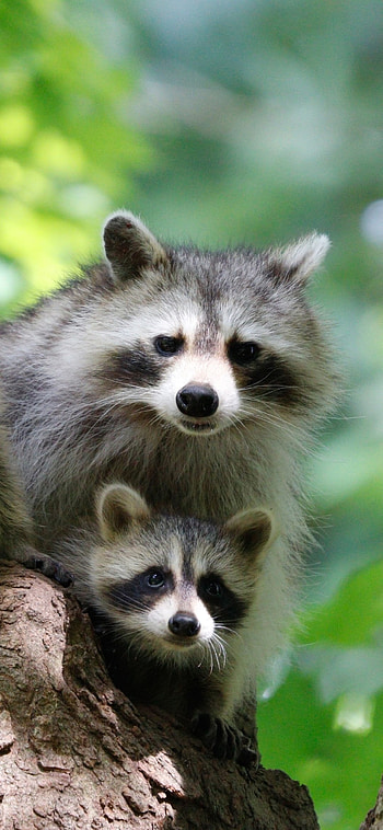 Adventurous raccoon, Nighttime explorer, Nocturnal charm, Stealthy creature HD phone wallpaper