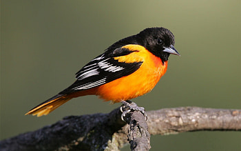 Animals, Bird, Branch, Color HD wallpaper