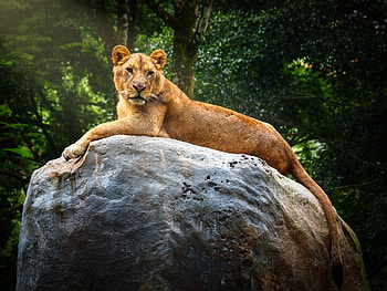 Animals, Rock, Predator, Big Cat, Stone, Lioness, Wildlife HD wallpaper