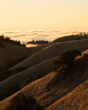 Nature, Sand, Bush, Hills, Dust, Slope HD phone wallpaper