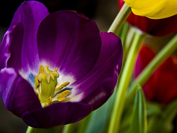 Plants, Flowers, Tulips HD wallpaper