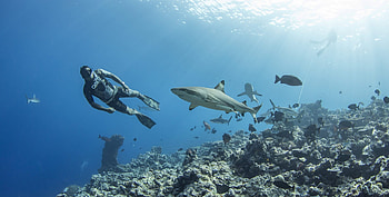 Sharks, diving HD wallpaper