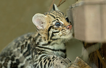 Cub, Ocelots HD wallpaper