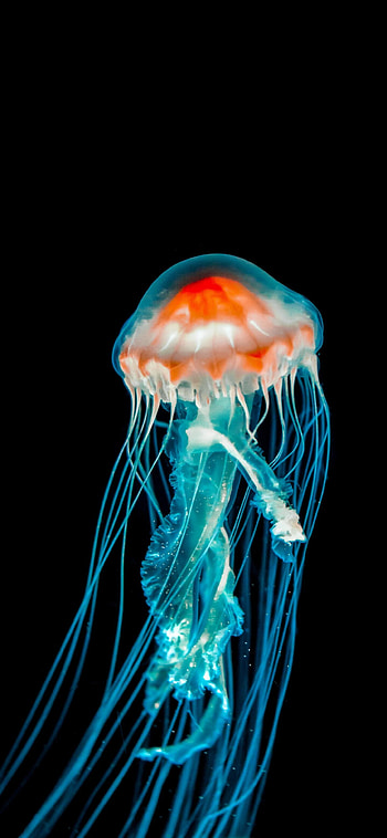 Marvelous creatures, Ramoled backgrounds, Mesmerizing jellyfish, Earth's beauty HD phone wallpaper