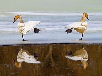 Joint Exercise, swans HD wallpaper