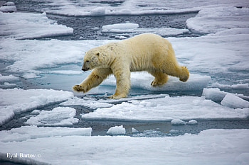 Polar Bear, Polar, Animal, Bear, ice HD wallpaper
