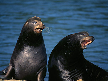 sea lions, animals HD wallpaper