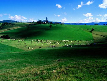 Dairy Cattle, austrilia, sky, south wales, cloud HD wallpaper