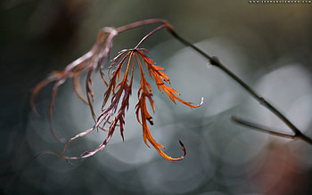 Grass, Plant, Macro, Glare, Branch, Greased, Smeared HD wallpaper