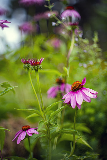 Flowers, Pink, Camomile, Macro, Petals HD phone wallpaper